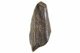 Fossil Hadrosaur (Edmontosaurus) Partial Tooth - Montana #340928-1